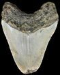 Bargain, Megalodon Tooth - North Carolina #49532-1